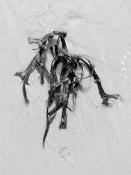 blaaswier (fucus vesiculosus) 9-2014 3940-